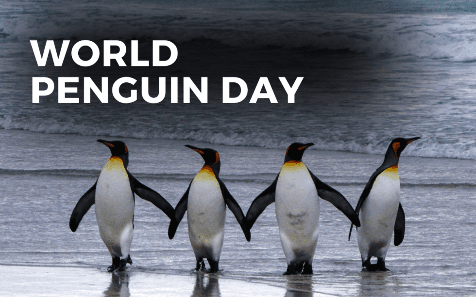 World Penguin Day April Th Angie Gensler