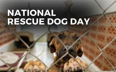 NATIONAL RESCUE DOG DAY – May 20, 2023