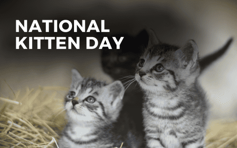 NATIONAL KITTEN DAY - July 10, 2024 - Angie Gensler