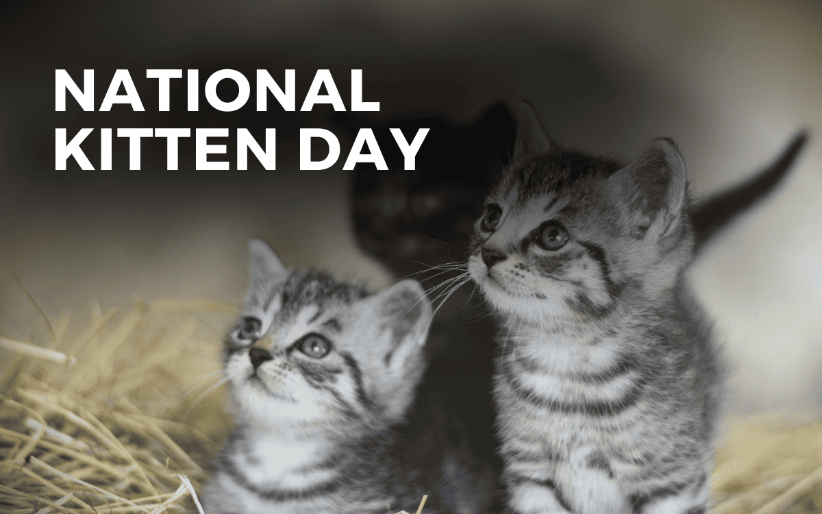 national kitten day
