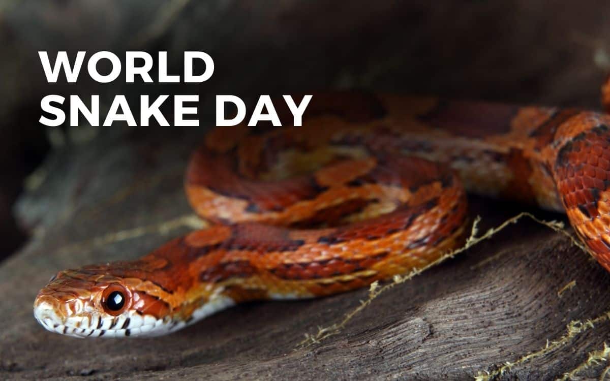 world snake day