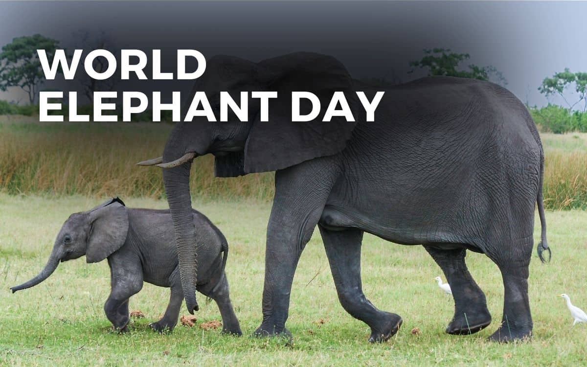 WORLD ELEPHANT DAY - August 12, 2023 - Angie Gensler