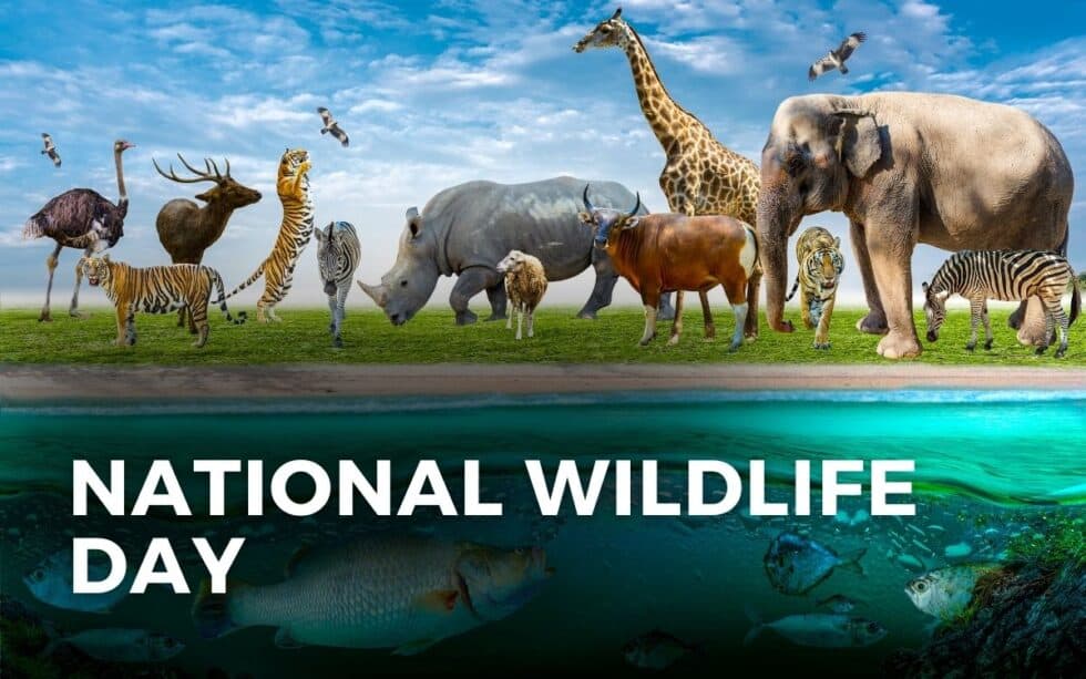 NATIONAL WILDLIFE DAY September 4, 2024 Angie Gensler