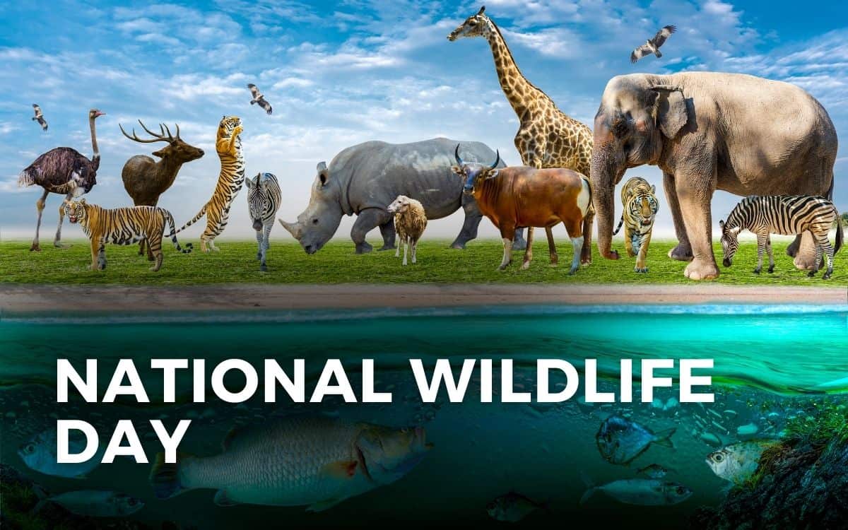 national wildlife day