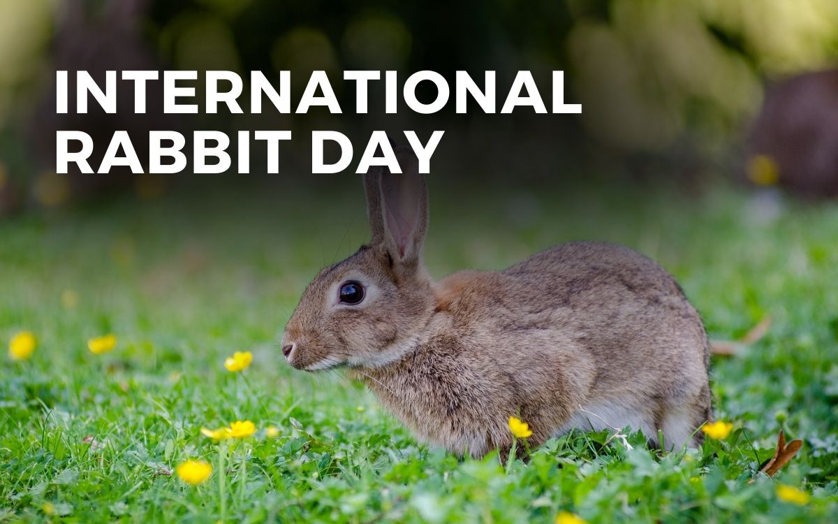 INTERNATIONAL RABBIT DAY September 28, 2024 Angie Gensler