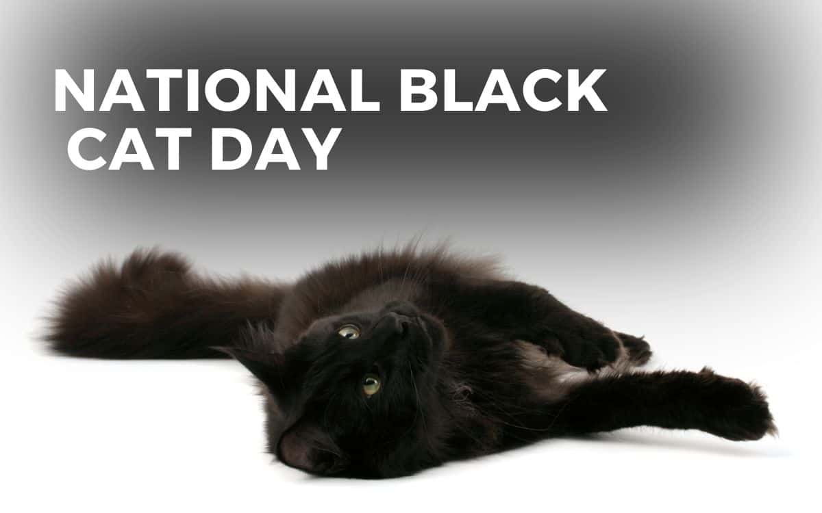 national black cat day
