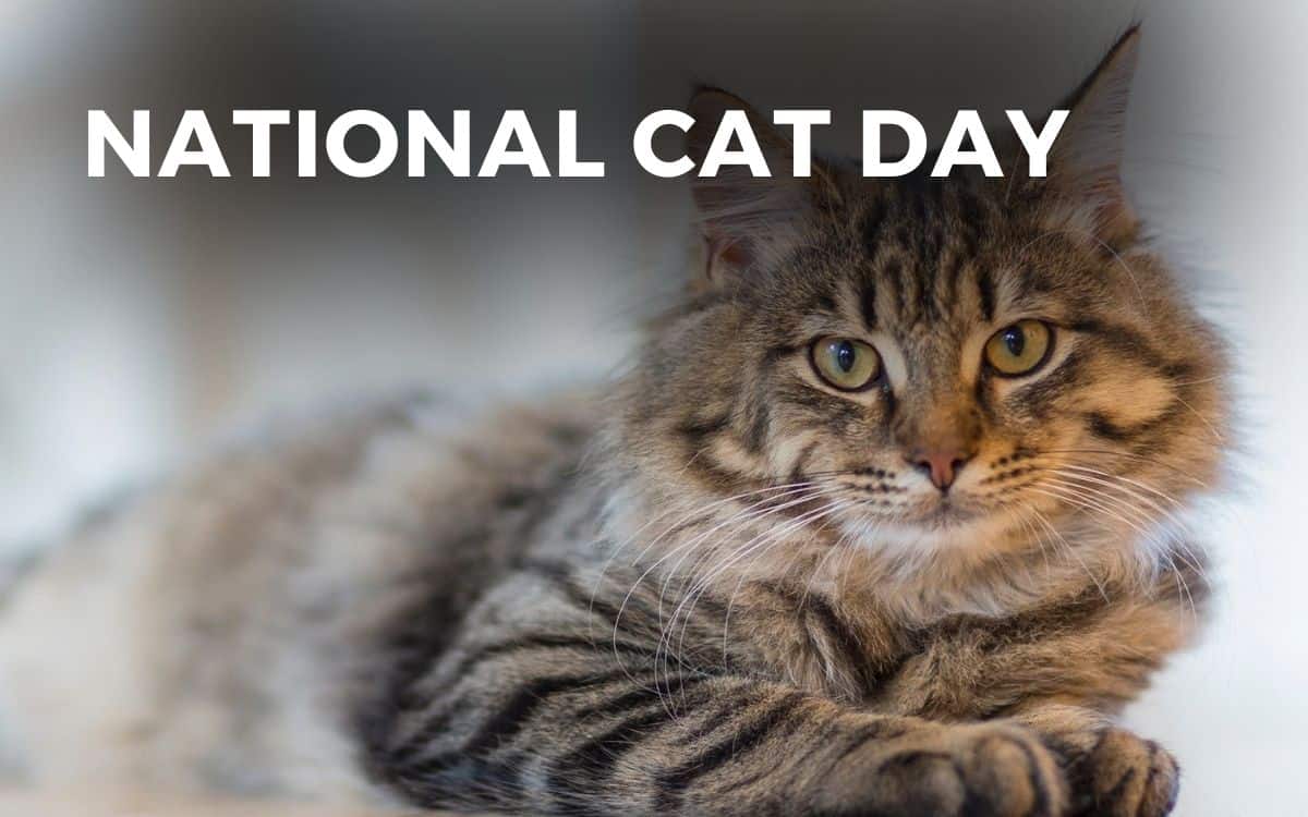 What Day Is National Cat Day 2024 Jojo Demetra