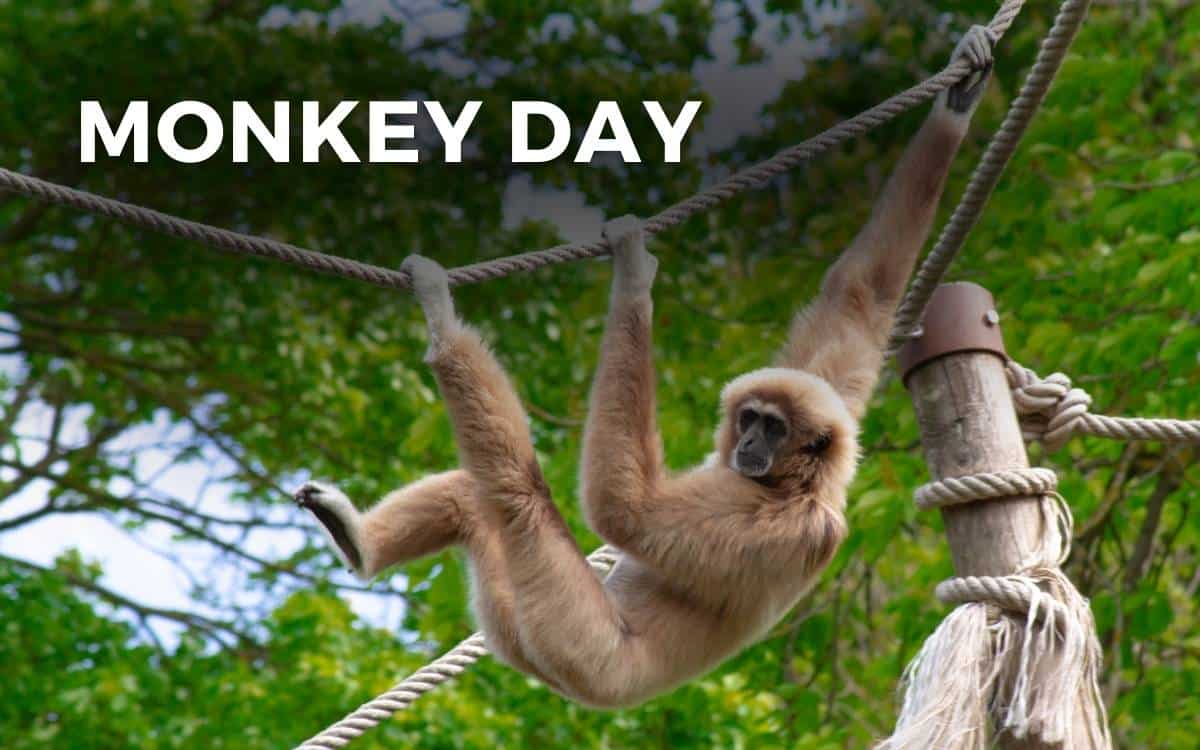 monkey day