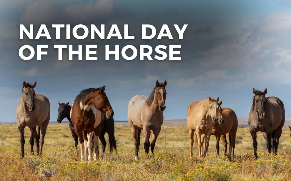 national day of the horse