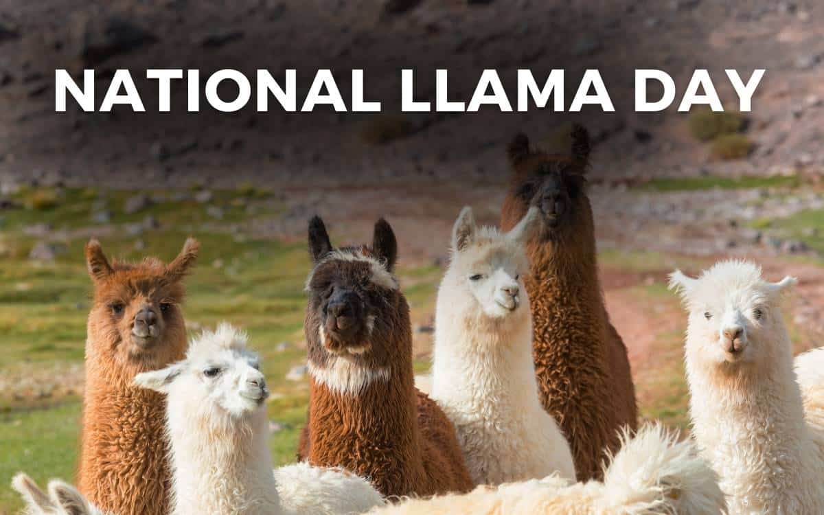 national llama day