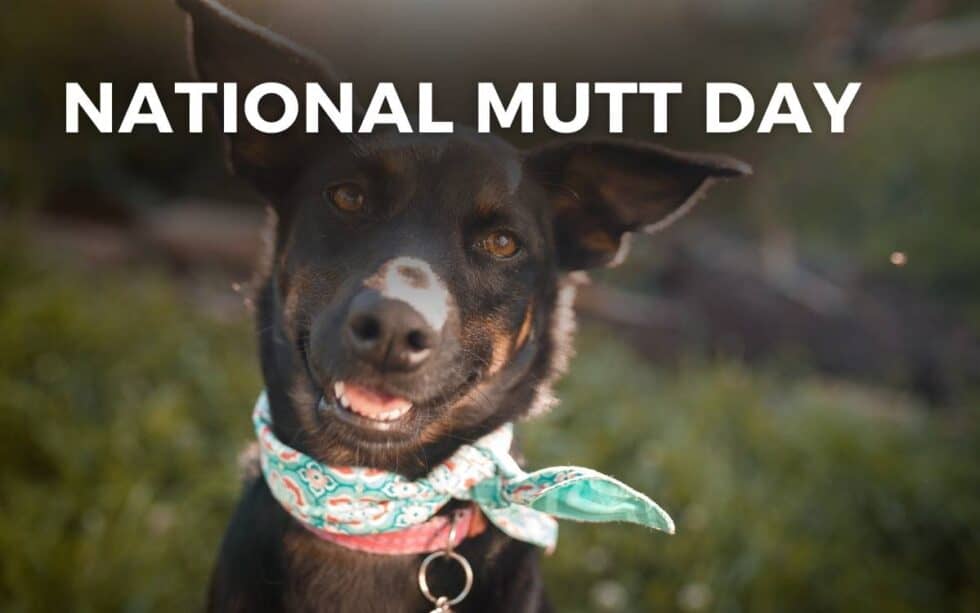 National Mutt Day Pics 2025 Pictures