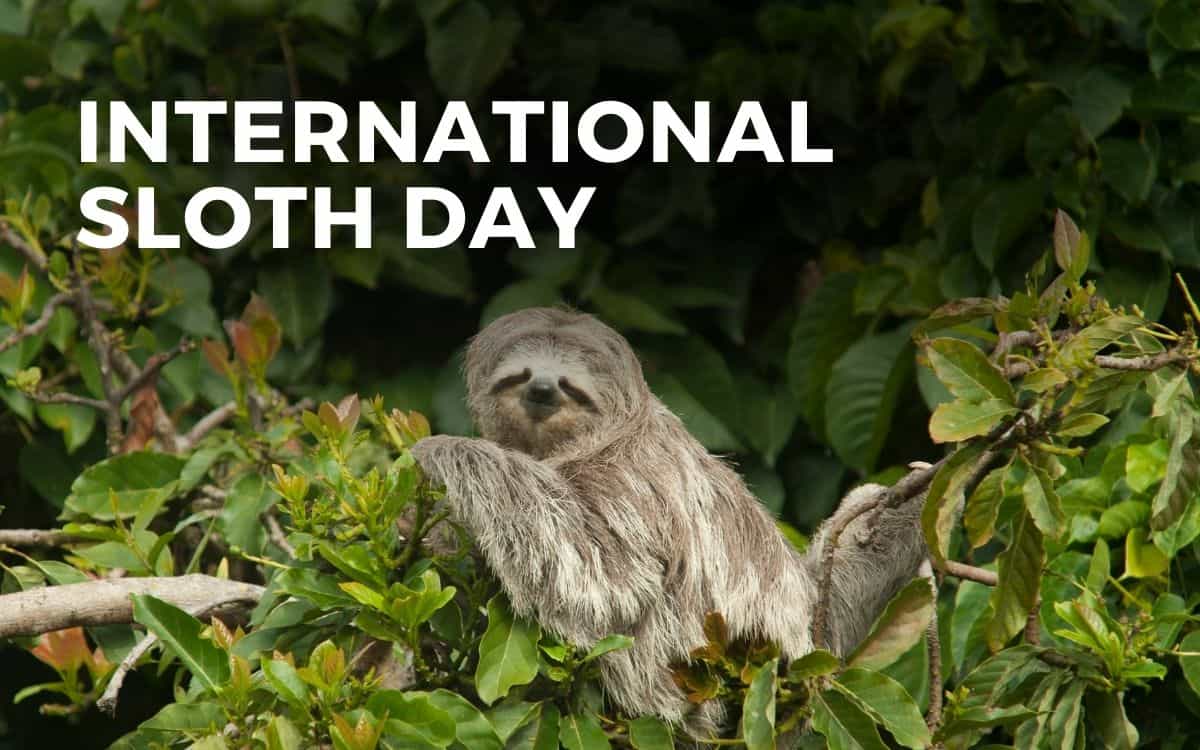 international sloth day