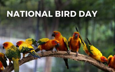 NATIONAL BIRD DAY – January 5, 2024