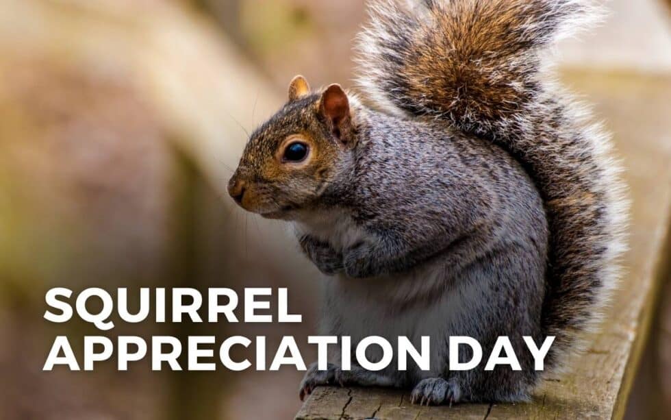 SQUIRREL APPRECIATION DAY January 21, 2025 Angie Gensler