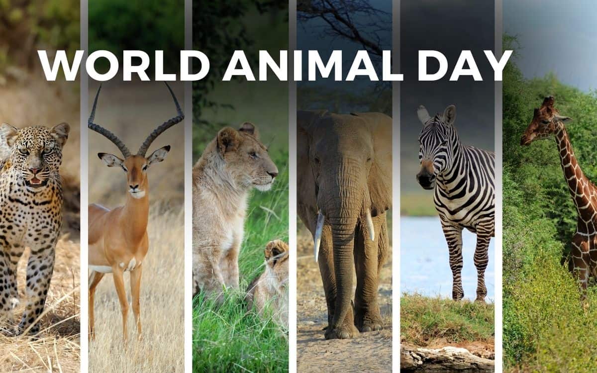 WORLD ANIMAL DAY October 4, 2024 Angie Gensler