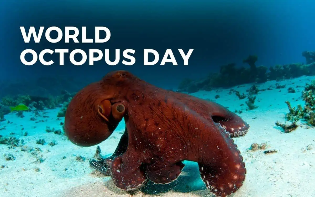 world octopus day