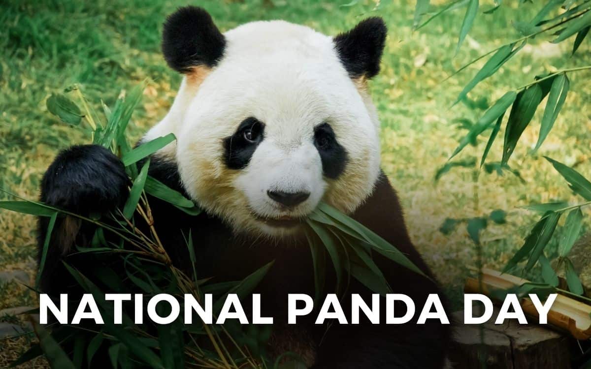 national panda day
