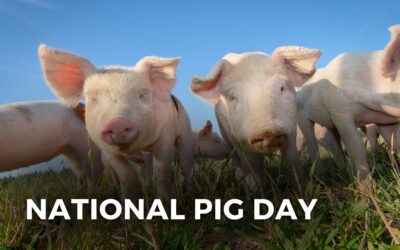 NATIONAL PIG DAY – March 1, 2024