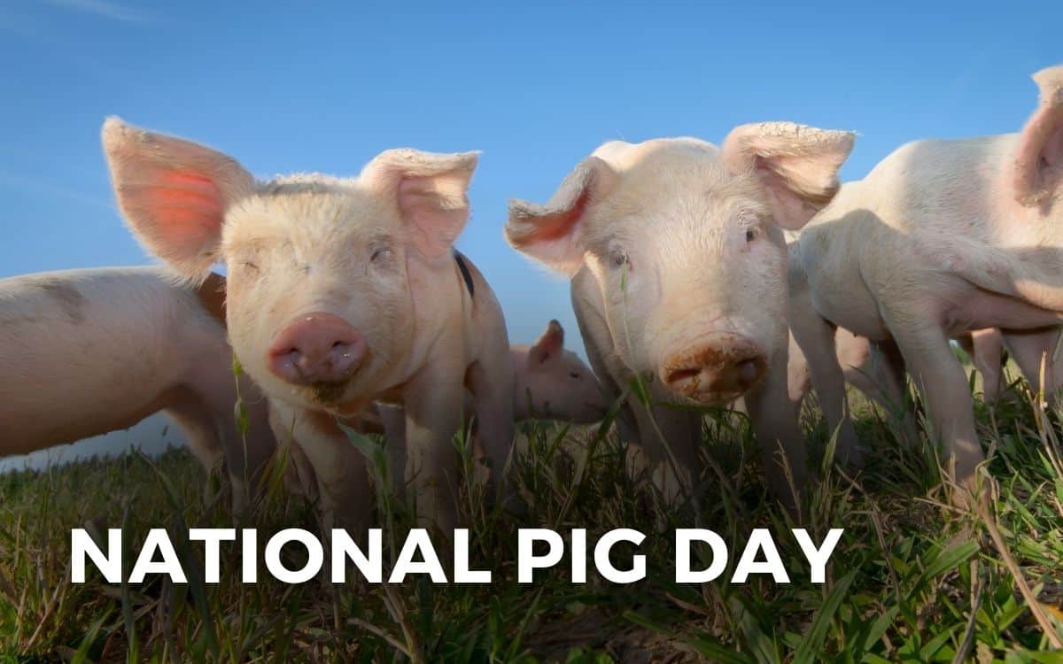 national pig day