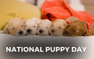 NATIONAL PUPPY DAY – March 23, 2024