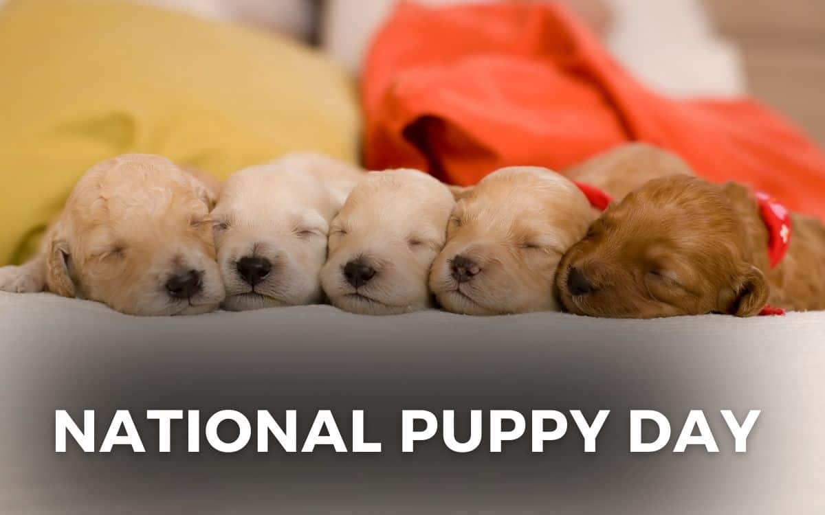 national puppy day