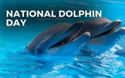 NATIONAL DOLPHIN DAY – April 14, 2024