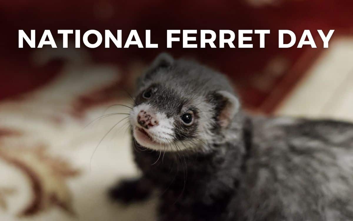 national ferret day