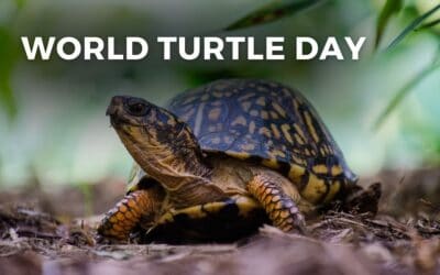 WORLD TURTLE DAY – May 23, 2024