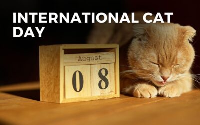 INTERNATIONAL CAT DAY – August 8, 2024