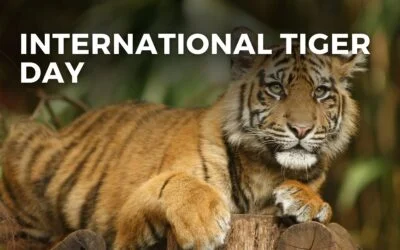 INTERNATIONAL TIGER DAY – July 29, 2024
