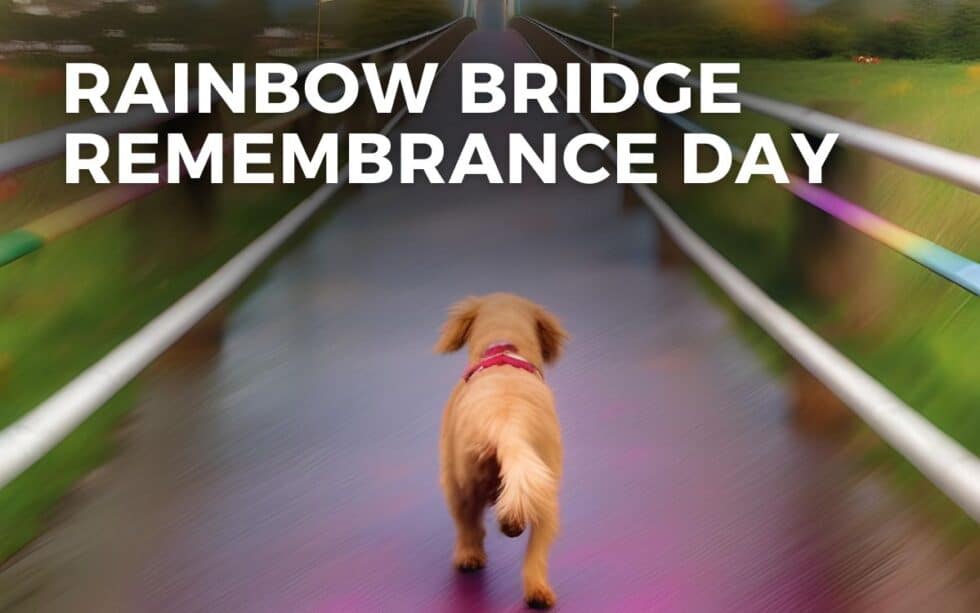 RAINBOW BRIDGE REMEMBRANCE DAY August 28, 2024 Angie Gensler