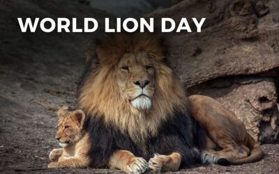 WORLD LION DAY – August 10, 2024