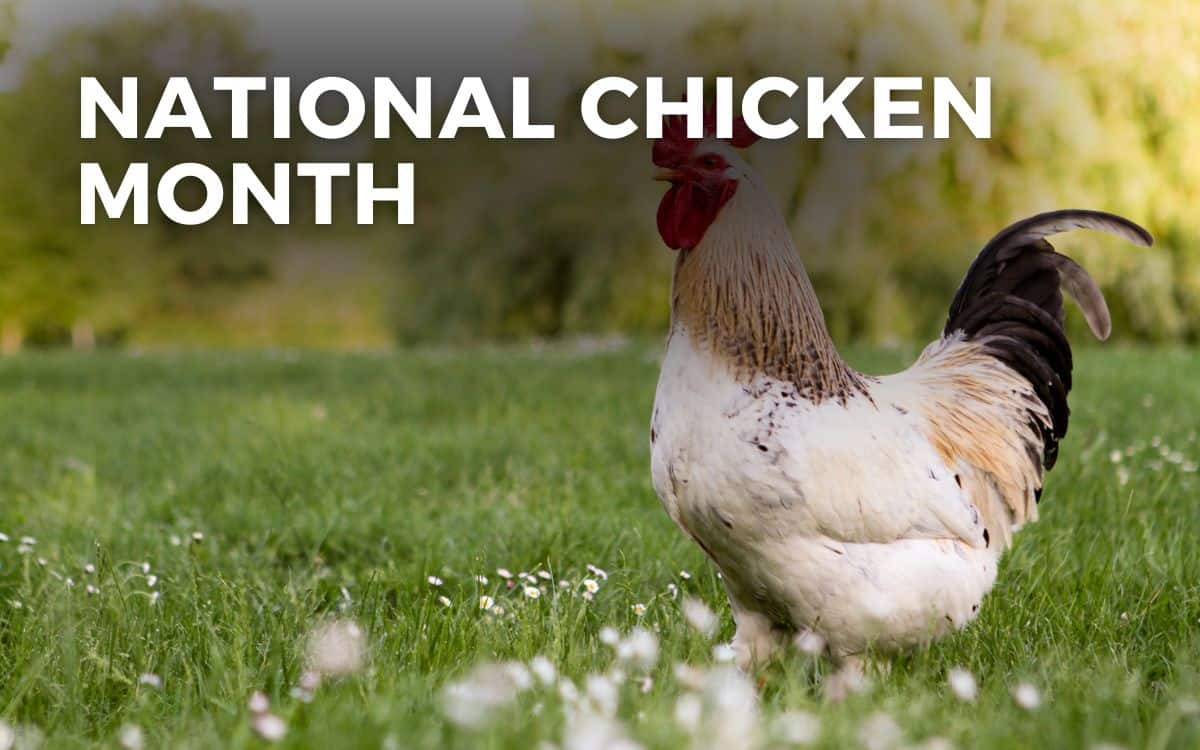 NATIONAL CHICKEN MONTH - September, 2024 - Angie Gensler