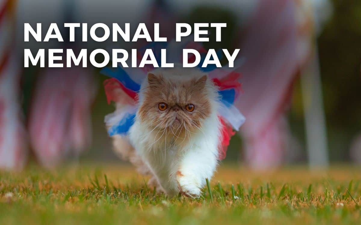 NATIONAL PET MEMORIAL DAY - September 8, 2024 - Angie Gensler