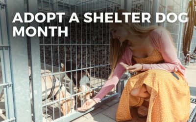 ADOPT A SHELTER DOG MONTH – October, 2024