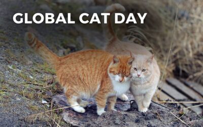 GLOBAL CAT DAY – October 16, 2024