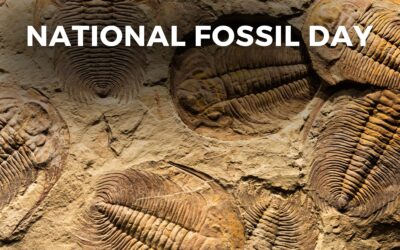 ​NATIONAL FOSSIL DAY – October 9, 2024