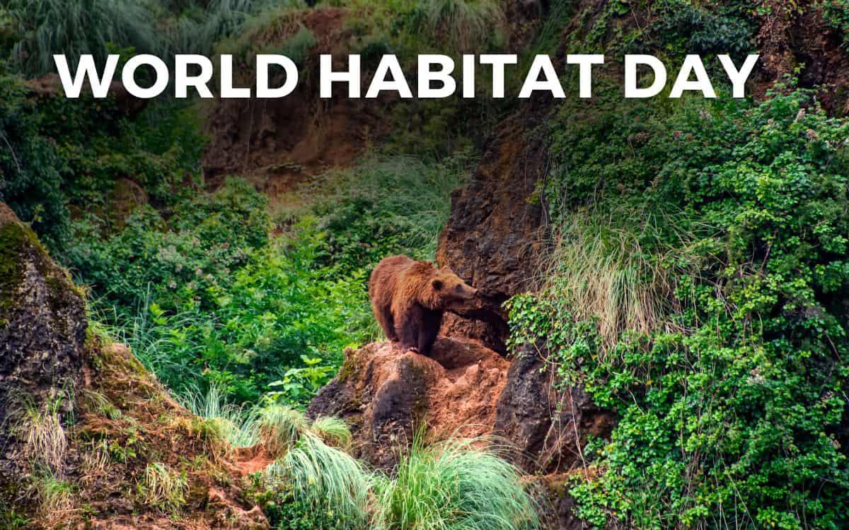 WORLD HABITAT DAY - October 7, 2024 - Angie Gensler