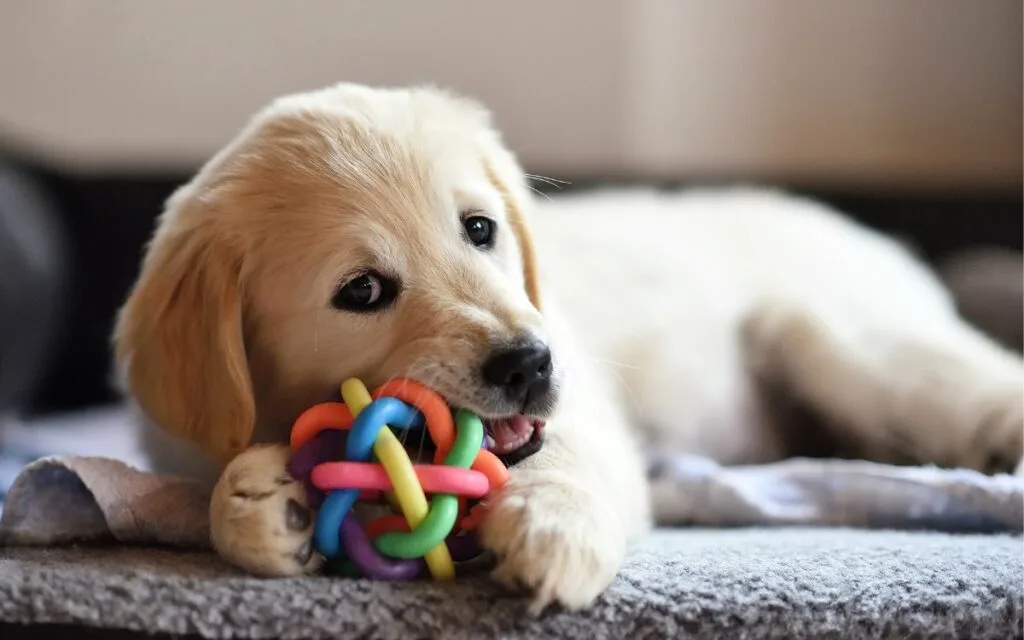 march madness puppies